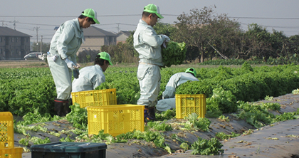 野菜づくり